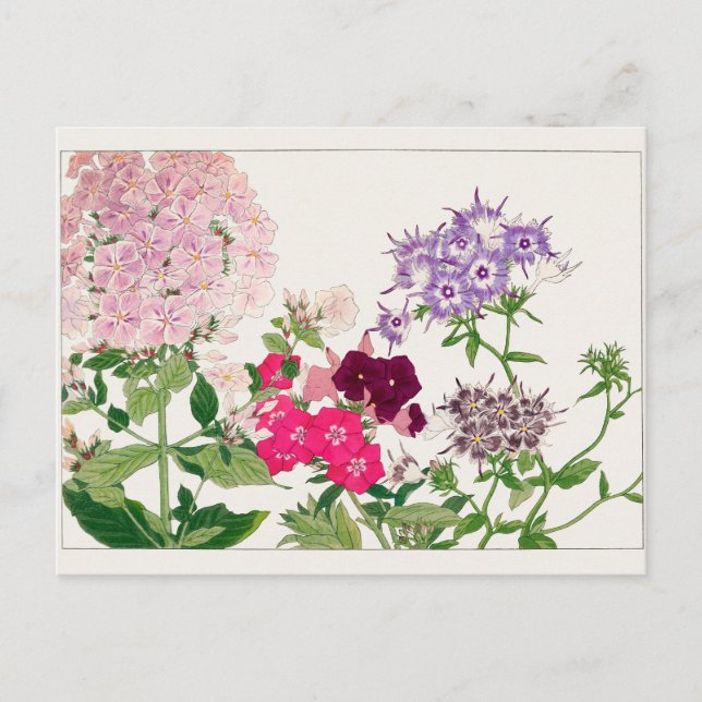 Summer phlox by Tanigami Konan Postcard (Front)
