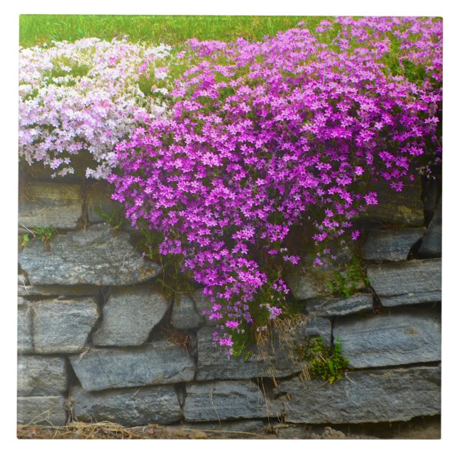 Summer Phlox Tile (Front)