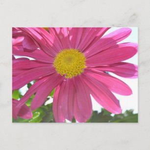 Summer Pink Flower Postcard