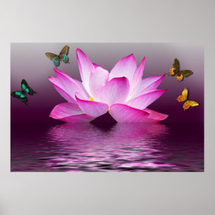 Summer Pink Lotus Flower and Colourful Butterflies Poster