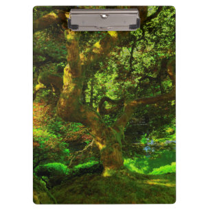Summer, Portland Japanese Garden, Portland Clipboard