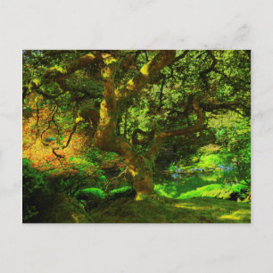 Summer, Portland Japanese Garden, Portland Postcard