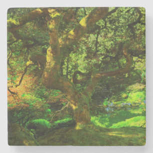 Summer, Portland Japanese Garden, Portland Stone Coaster