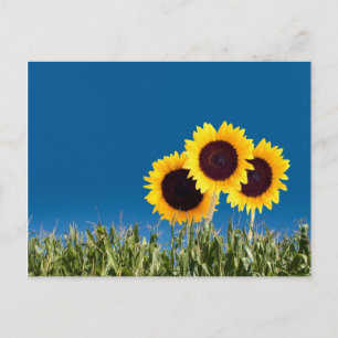 Summer Post Cards