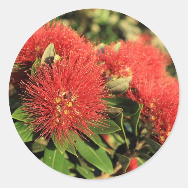 Summer red Pohutukawa tree flowers Classic Round Sticker (Front)