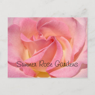 Summer Rose Garden Postcard Special Events Roses