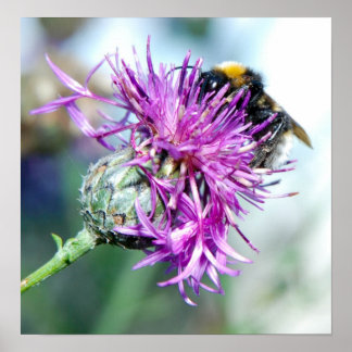 Summer Splendour Poster