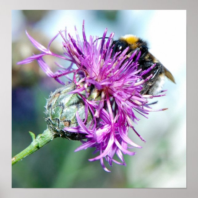 Summer Splendour Poster (Front)