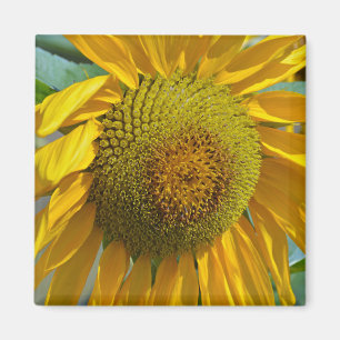 Summer sunflower magnet