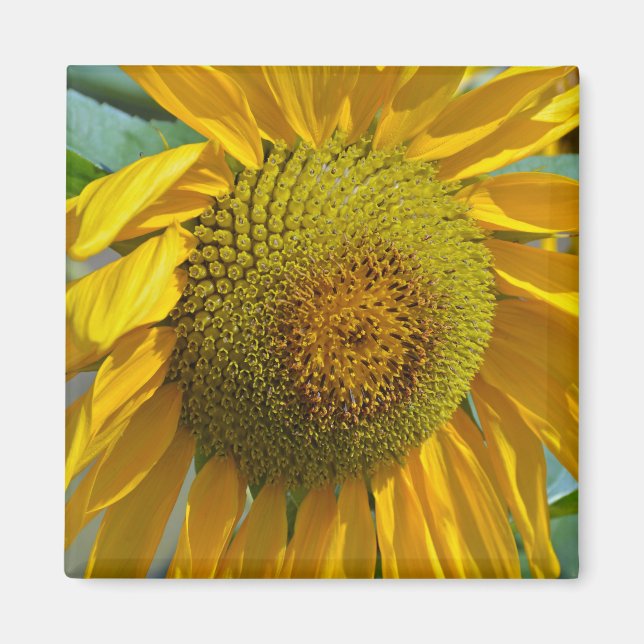 Summer sunflower magnet (Front)