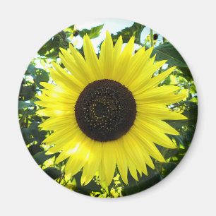 Summer Sunflower Round Magnet