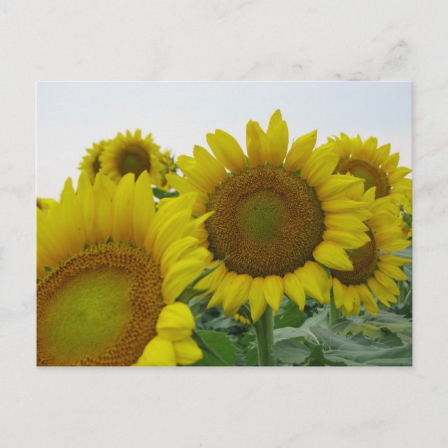 Summer Sunflower Series Postcard (Front)
