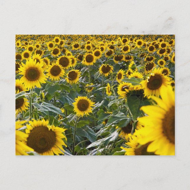 Summer Sunflower Shower Postcard (Front)