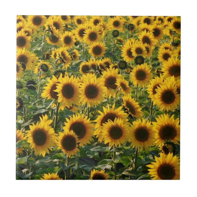 Summer Sunflowers Ceramic Tile (Front)