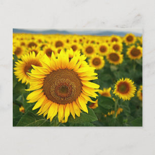 Summer Sunflowers Postcard