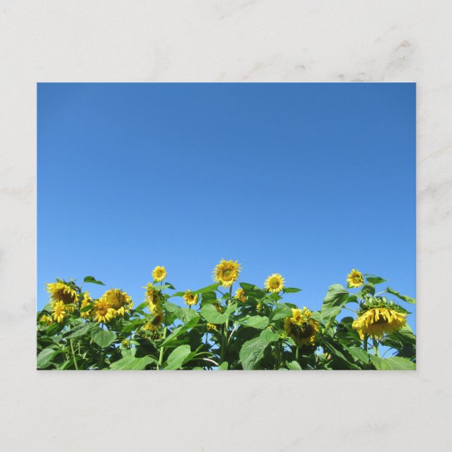 Summer Sunflowers Postcard (Front)