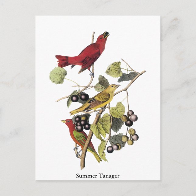 Summer Tanager by John Audubon Postcard (Front)