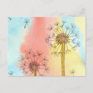 Summer time Dandelion Fluffs Postcard