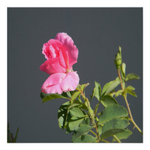 Summer Time Love... Poster