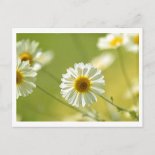 Summer-time Postcard