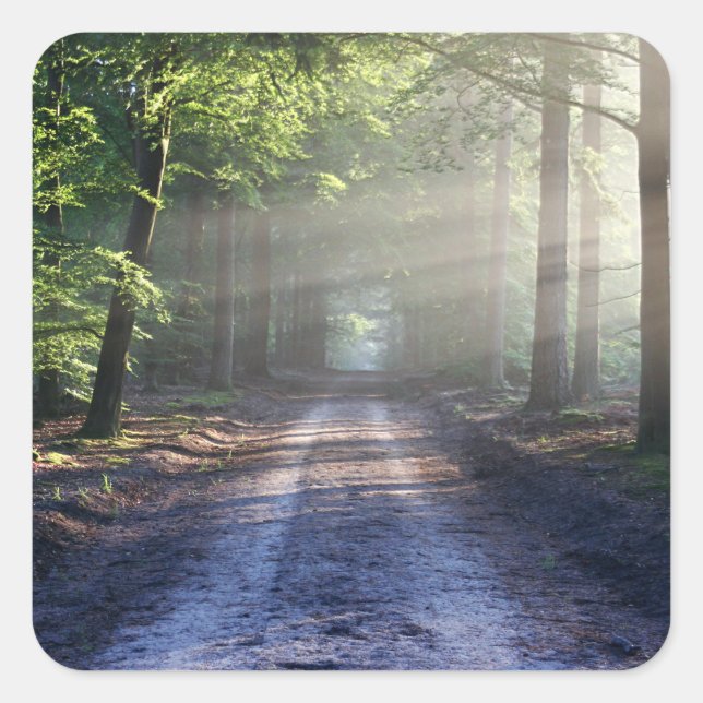 Summer Trees Covering Dirt Road Square Sticker (Front)