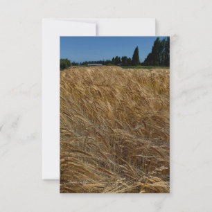 Summer Wheat Field Card