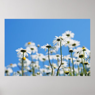 Summer whites poster
