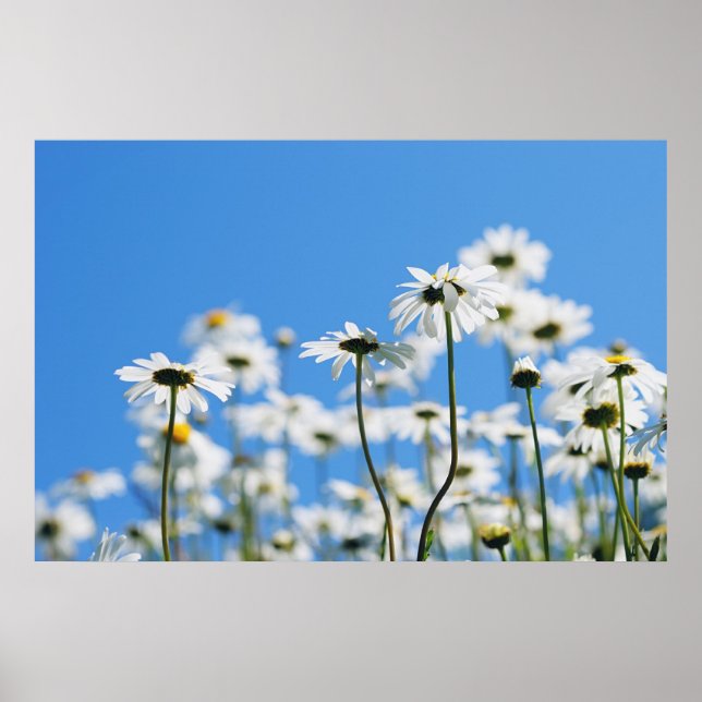 Summer whites poster (Front)