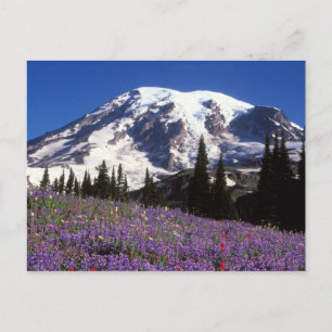 summer wildflowers at the base of Mount Rainier, 2 Postcard