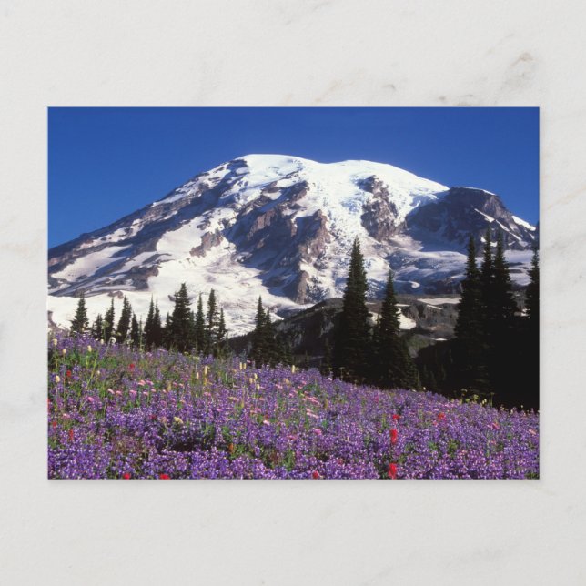 summer wildflowers at the base of Mount Rainier, 2 Postcard (Front)