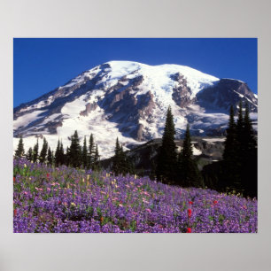 summer wildflowers at the base of Mount Rainier, 2 Poster