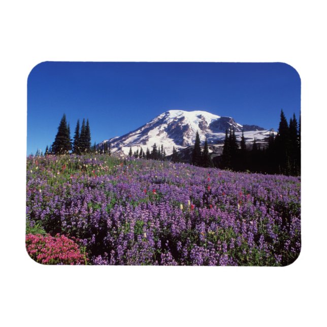 summer wildflowers at the base of Mount Rainier, Magnet (Horizontal)