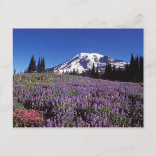 summer wildflowers at the base of Mount Rainier, Postcard