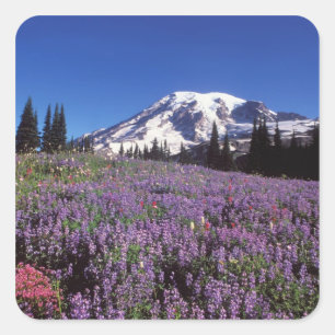 summer wildflowers at the base of Mount Rainier, Square Sticker