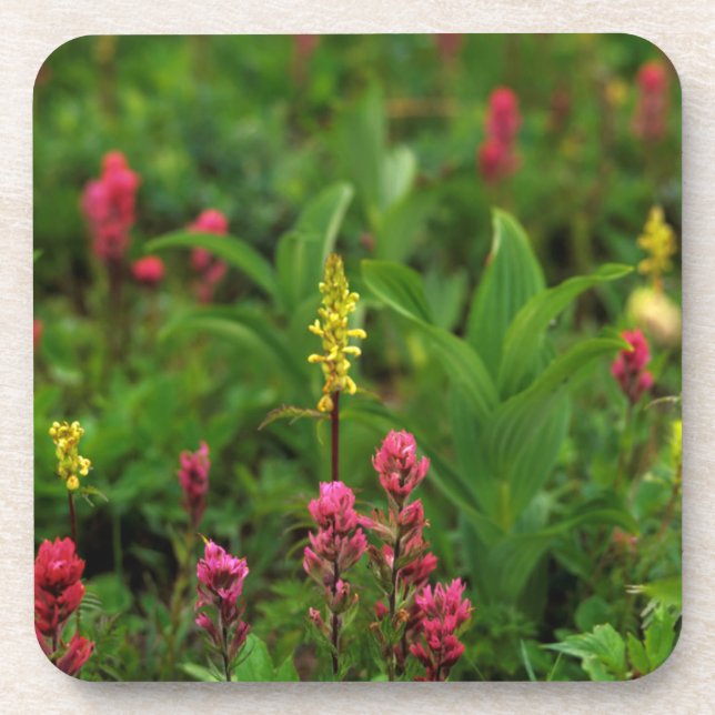 Summer Wildflowers Send Forth A Riot Of Colour Coaster (Front)
