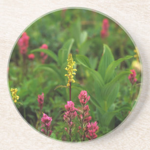 Summer Wildflowers Send Forth A Riot Of Colour Coaster
