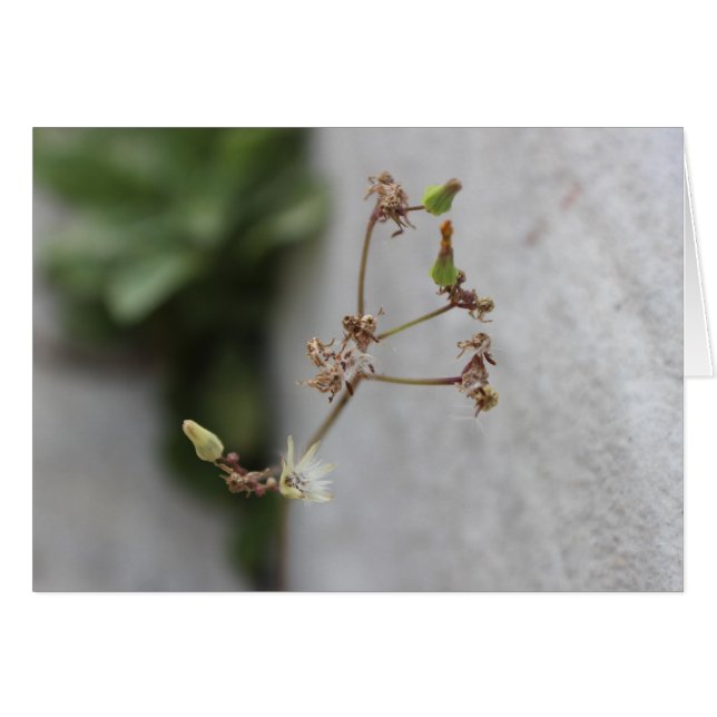 Summer Wish Weed (Front Horizontal)