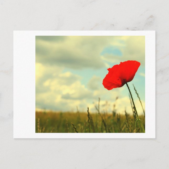 Summerdream Postcard (Front)