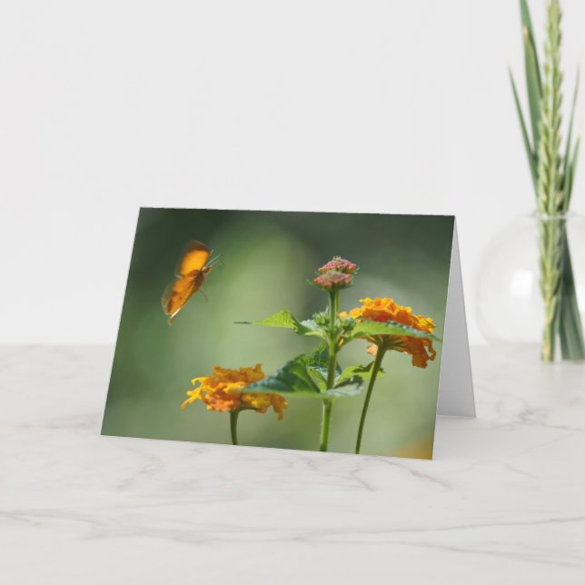 Summer's Light Card (Front)