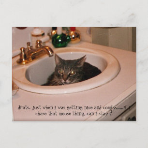 summertime cool cat postcard