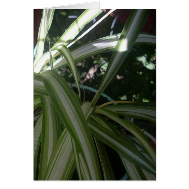 Sun and Shade (Front)