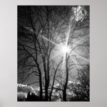 Sun and tree branch tracery poster