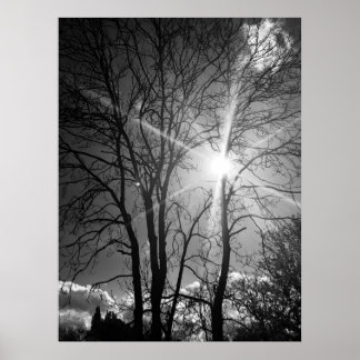 Sun and tree branch tracery poster