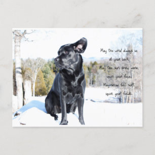 Sun and Wind - Dog Quote - Black Labrador Postcard
