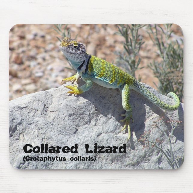 Sun Bathing Collared Lizard Close-Up Photograph Mouse Pad (Front)