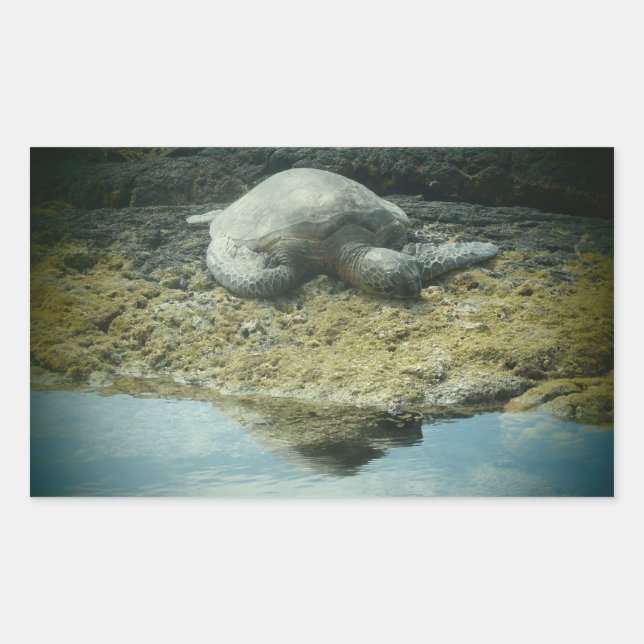 Sun bathing sea turtle stickers (Front)