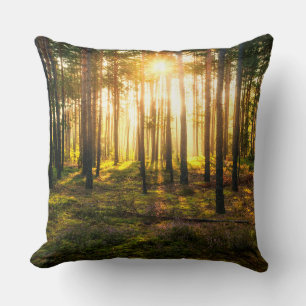 Sun beams shines in pine forest cushion