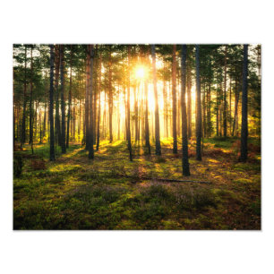 Sun beams shines in pine forest photo print