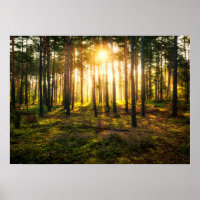 Sun beams shines in pine forest