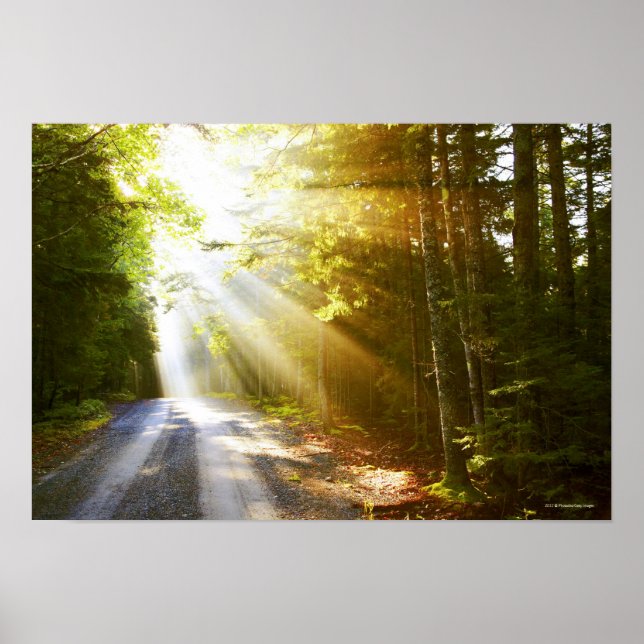 Sun Beams Through Forest in Acadia National Park Poster (Front)